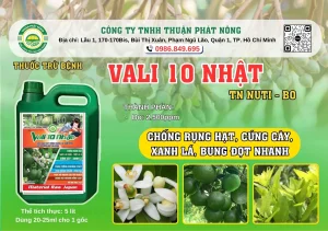 VALI 10 NHẬT